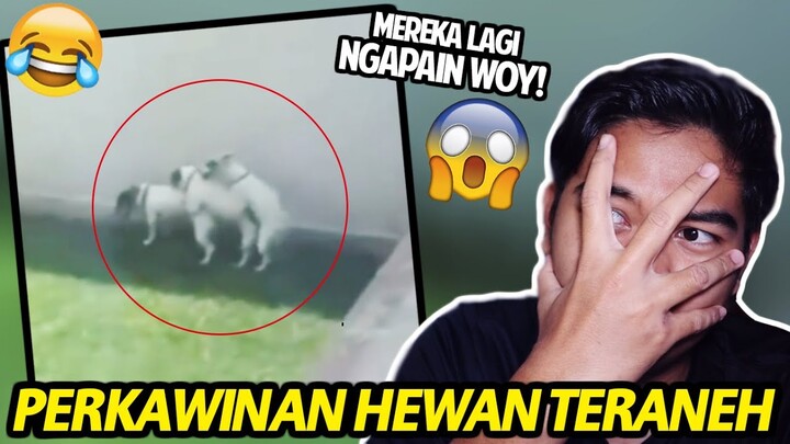 PERKAWINAN HEWAN TERANEH! MEREKA LAGI NGAPAIN WOY!! REACTION VIDEO LUCU HEWAN!