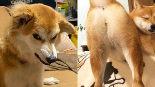 วิดีโอที่ดีที่สุดของ FUNNY DOG ที่จะปรับปรุงวันของคุณให้ดีขึ้นอย่างมาก