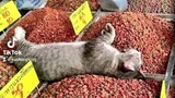 Here is a Very Cute Cat Pusa Gato Meow Kittens Videos Here on Bilibili Asia