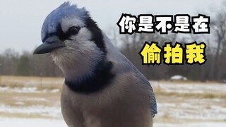 This bird taking a bath was watched by millions of netizens!