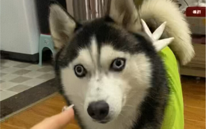 ทุกวันต้องใช้ไหวพริบสู้กับเจ้าหมาฮัสกี้