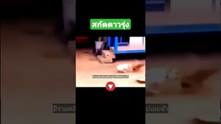 ^มีรวมคลิปเต็มชุดนี้กดดูลิงค์ด้านบนเลยจ้า^ สกัดดาวรุ่ง