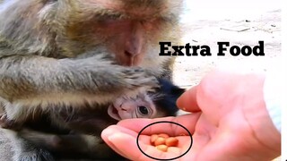 News Update!! Mama Monkey Was Gotten Extra Food, It's So Nice, Adorable Baby Try Extra Food Too Hard