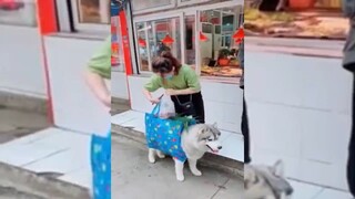 ให้หมามาช่วย อันตราย เอาจูบๆ เหม็นมาก อันตลาย ฮาทุกฉาก ขำไม่ไหว！#Funny