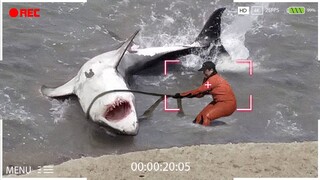 Những Động Vật Này Nhờ Con Người Giúp Đỡ Và Đây Là Lý Do Tại Sao! | Vượt Quá Sức Chịu Đựng - Tập 9