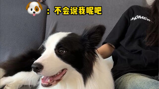 当主人吵架时，看看狗狗会有怎样的反应？