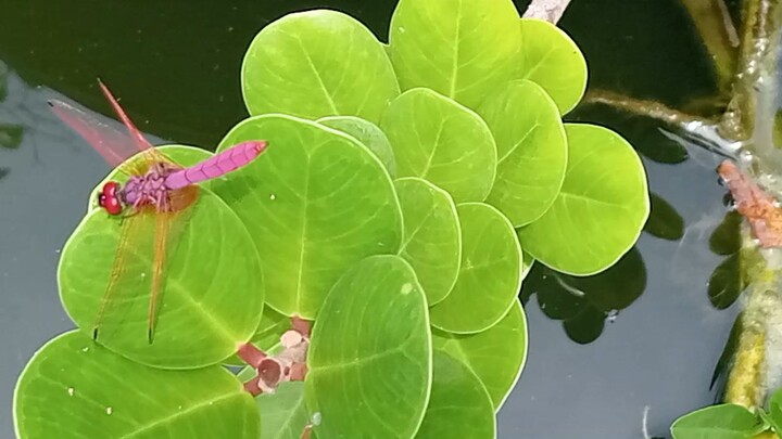 grabe ang ganda! ito na yata ang pinakamagandang tutubi na nakita ko