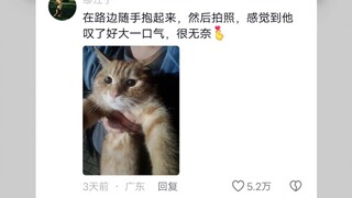 How much trust do campus cats have in college students?