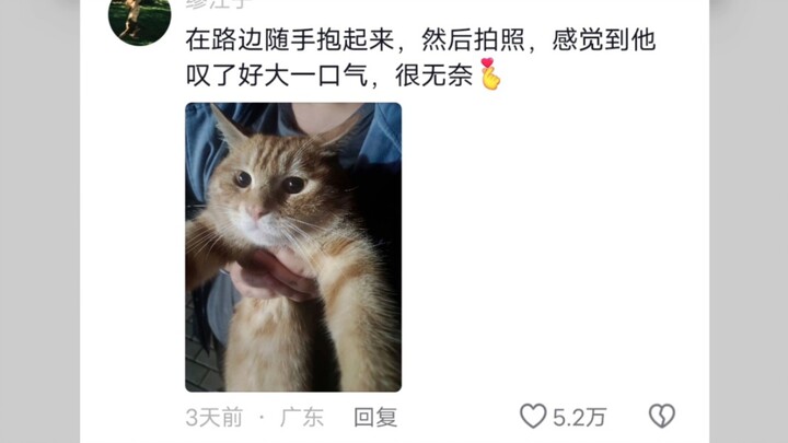 How much trust do campus cats have in college students?