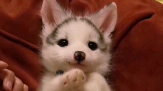 Daji kecil yang lucu dan menggemaskan