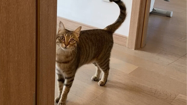 Kucingku menyempatkan diri menjengukku di tengah kesibukannya～