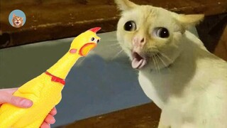 Funny Animals Reaction 2021 - Cats And Dogs| MEOW