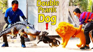 Wow Big Prank!! Double Prank Big Fake Lion & Crocodile Prank Dog So Funny Try To Stop Laugh