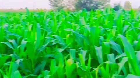 سونا ساڈا پنڈ