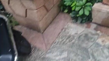 Kucing di kompleks perumahan