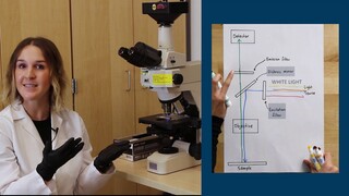 Fluorescence Microscopy