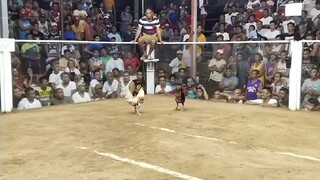 the timing and power. TATAK RJN  gamefarm