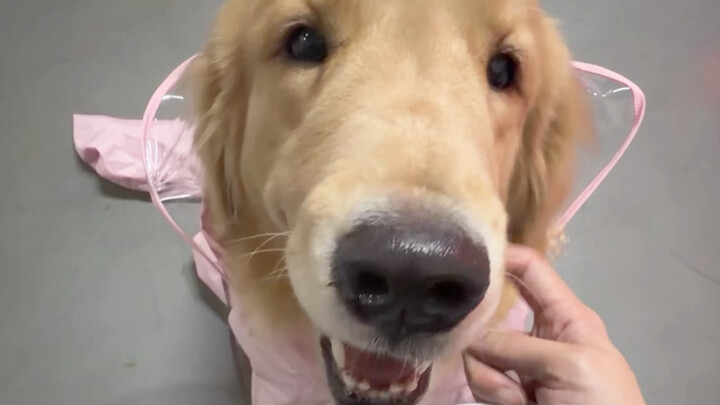 Có cún con, hình như mưa cũng bớt đáng ghét rồi.