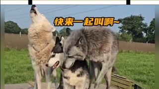 二哈模仿秀