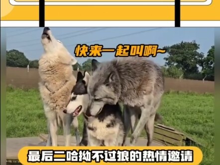 二哈模仿秀