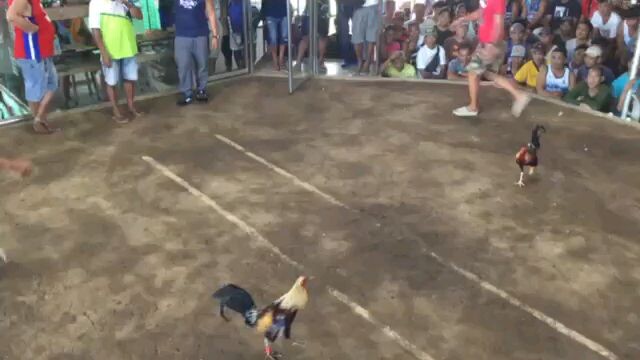 Grey                                     BH - Kanawayon x BC - Brassback