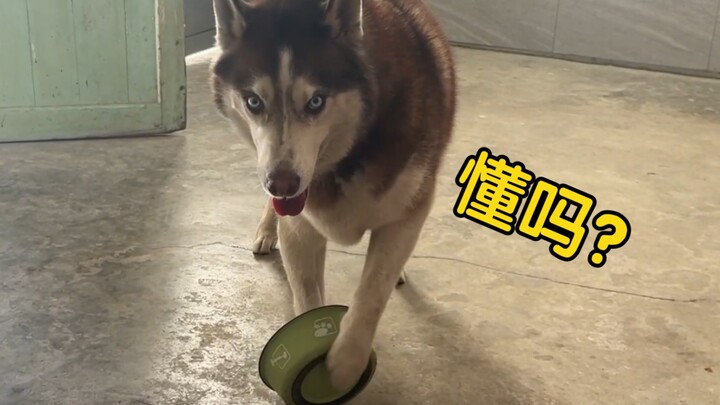 Husky: Abang, apa isyaratku belum cukup jelas?