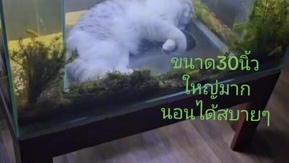 แมวนอนสบาย