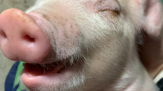 Pig sleep quality