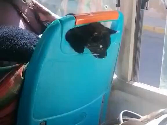 Kucing Sosial yang Gampang Sentuh Sesuatu!