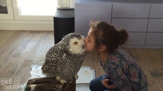Cute and adorable owls