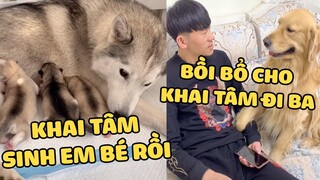 Gia Đình Gâu Đần | Đản Hoàng Lo Lắng Cho Khai Tâm Sinh Em Bé | Yêu Lu