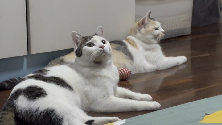 แมวอ้วน