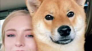 ปฏิกิริยาของสุนัขเมื่อถูกจูบอย่างกะทันหันช่างน่าชื่นใจจริงๆ
