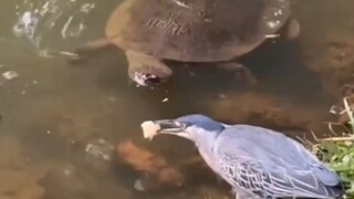 钓鱼:一招一式尽显专业韵味