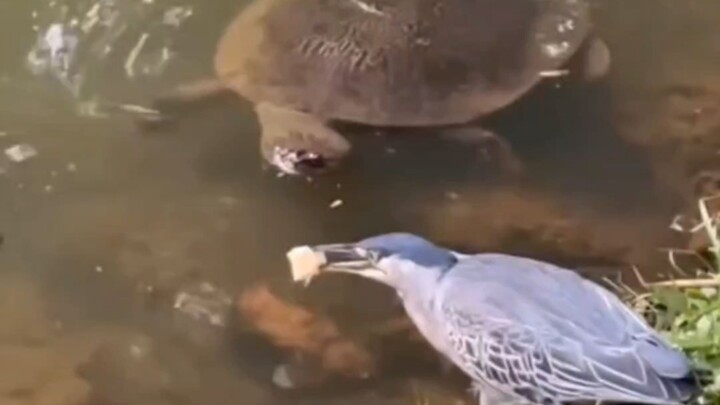 صيد السمك: كل حركة وكل خطوة تظهر الروح الاحترافية بشكل كامل