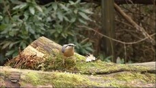 【Country Relax 174】Soft Country Melodies for Peaceful Days in Nature