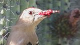 Woodpeckers attack their babies crazily, pry open their skulls and suck their brains, which is like 