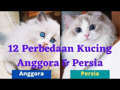 Penasaran..!! Berikut 12 Perbedaan Kucing Persia & Anggora | Kucing Hebat