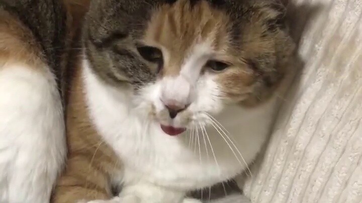 Teman saya meminta saya untuk mengajarinya cara memelihara kucing, pasti ada yang salah dengan penga