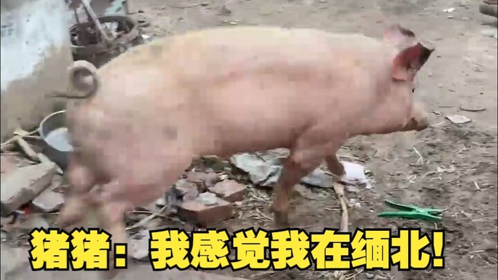 Zhu Zhu: Aku berasa kayak lagi di Myanmar Utara!