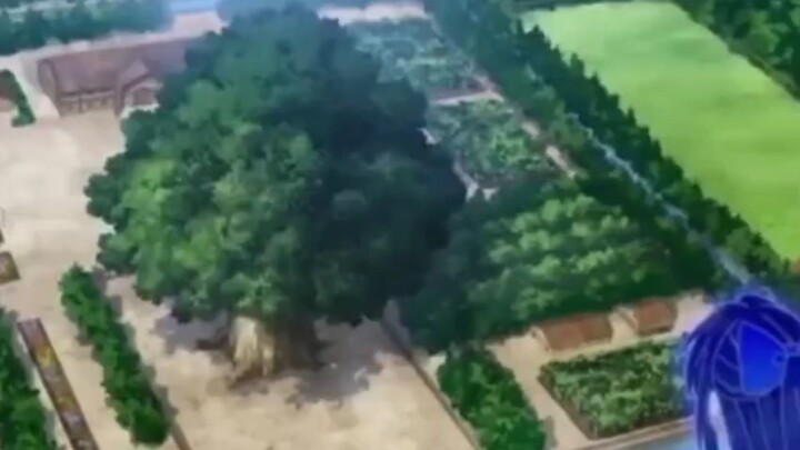 pohon pinus
