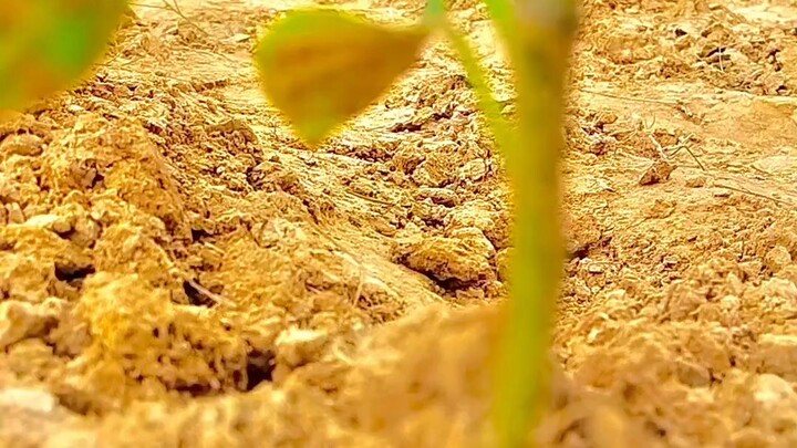 mirch ka khet hai ..#vairal #trending#khet #song#explor