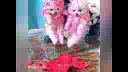 Cute puppy's and dogs ☺️💖🌹<3