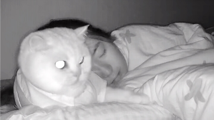 ค่ำคืนกับเจ้าเหมียวน้อยผ่านไปอย่างไร?