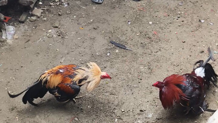 Undas Bakbakan Talisayin vs Pula