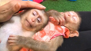 Mino and Coconut sleep beautifully on Mommy laps