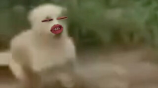 小哥碰瓷