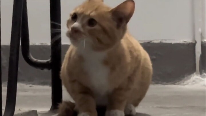 "Mendengarkan suara kucing yang bersahutan"