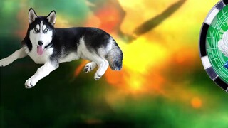 If an animal eats a monster medal (I)