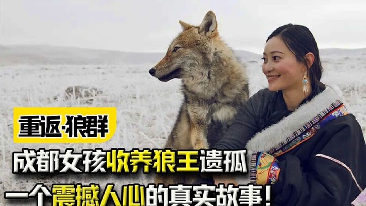 “Trở Lại Bầy Sói”: Cô gái Thành Đô nhận nuôi đứa con mồ côi của vua bầy sói – một câu chuyện có thật